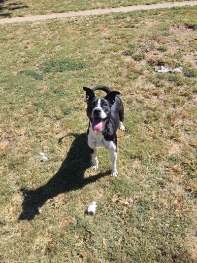 Tunica Humane Society - Tunica, MS