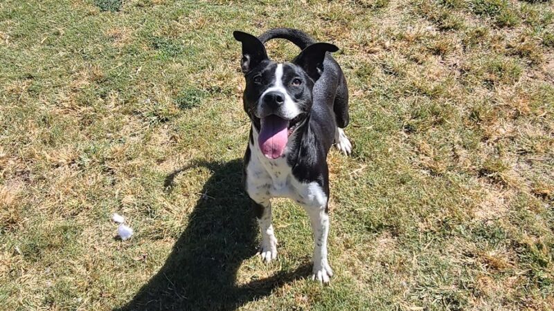 Tunica Humane Society - Tunica, MS