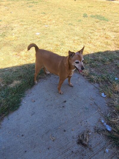 Tunica Humane Society - Tunica, MS