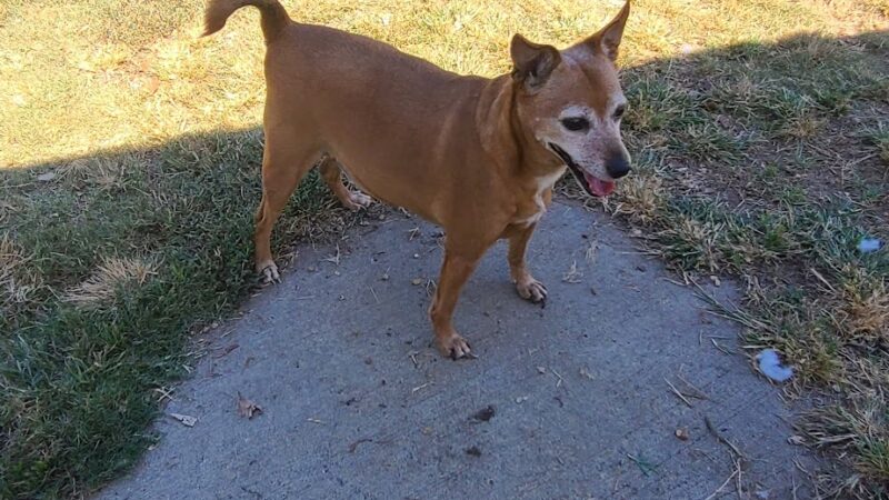 Tunica Humane Society - Tunica, MS