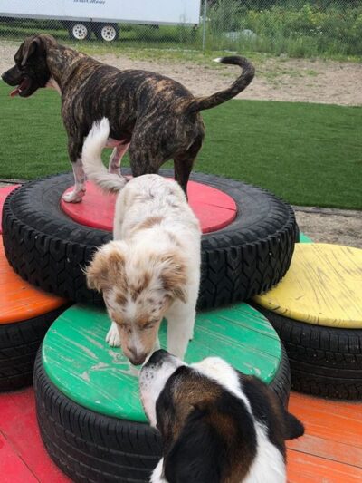 Unleashed Doggy Daycare - Turner, ME