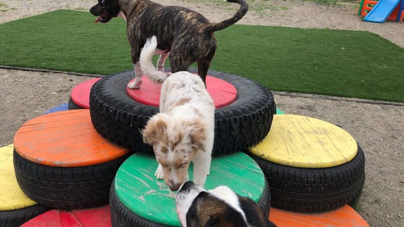 Unleashed Doggy Daycare - Turner, ME