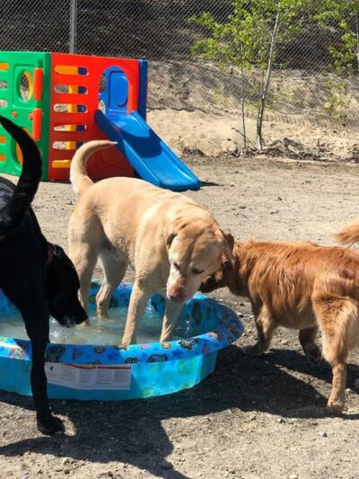 Unleashed Doggy Daycare - Turner, ME
