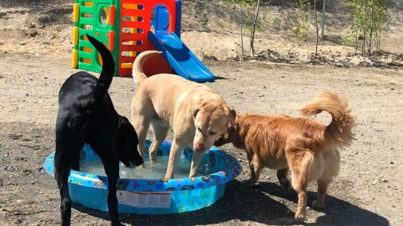 Unleashed Doggy Daycare - Turner, ME