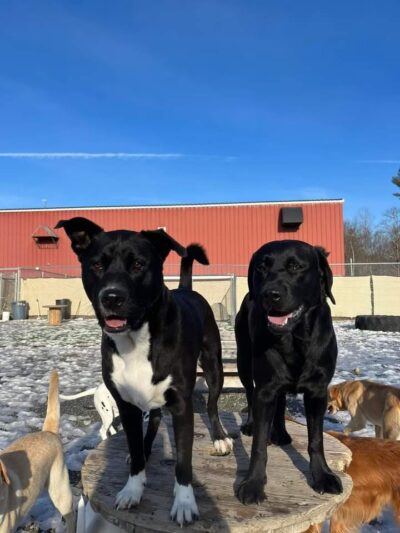 Unleashed Doggy Daycare - Turner, ME