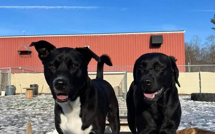 Unleashed Doggy Daycare - Turner, ME