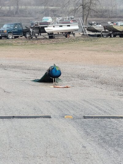 Tuscumbia Ball Park - Tuscumbia, MO