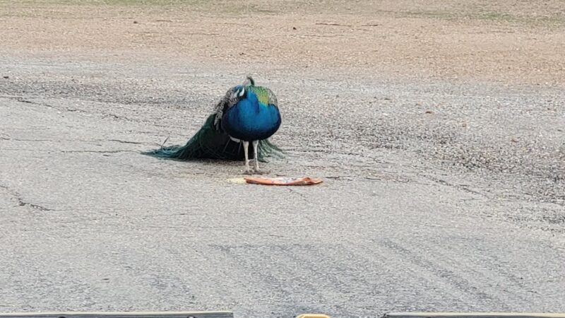 Tuscumbia Ball Park - Tuscumbia, MO