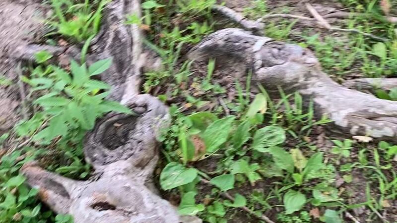 Tuscumbia Ball Park - Tuscumbia, MO