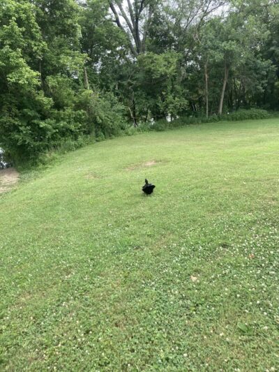 Tuscumbia Ball Park - Tuscumbia, MO