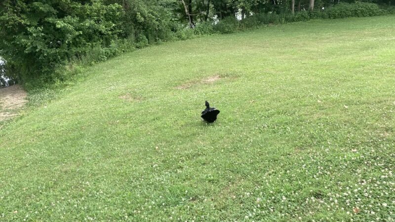 Tuscumbia Ball Park - Tuscumbia, MO