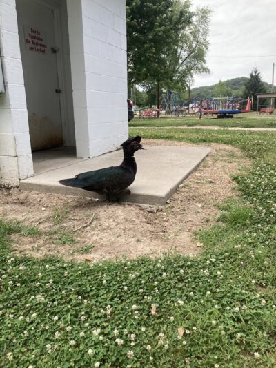 Tuscumbia Ball Park - Tuscumbia, MO