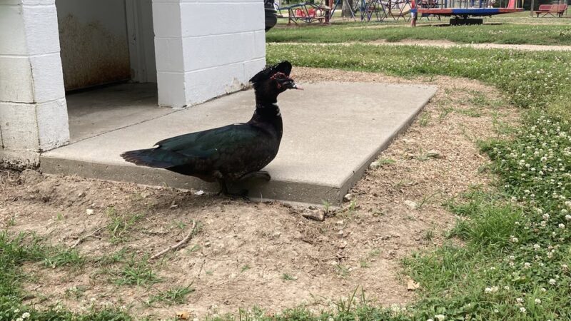 Tuscumbia Ball Park - Tuscumbia, MO