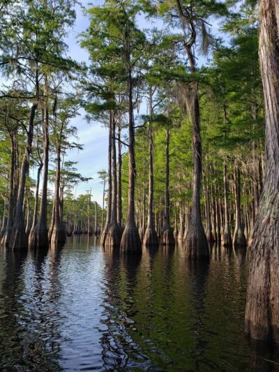 George L. Smith State Park - Twin City, GA