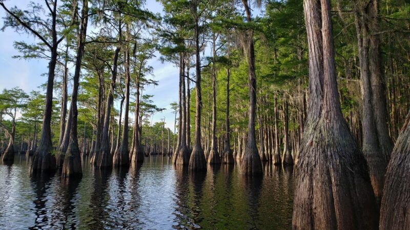 George L. Smith State Park - Twin City, GA