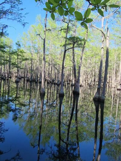 George L. Smith State Park - Twin City, GA
