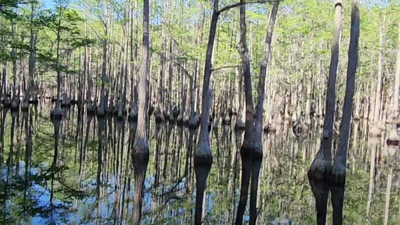 George L. Smith State Park - Twin City, GA