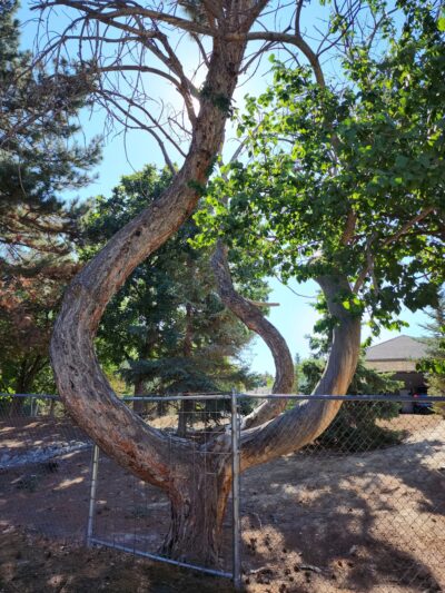 Canyon Rim Trail - Twin Falls, ID