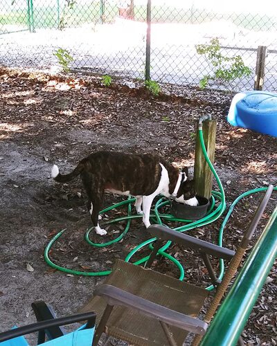 Tybee Island Dog Park I - Tybee Island, GA