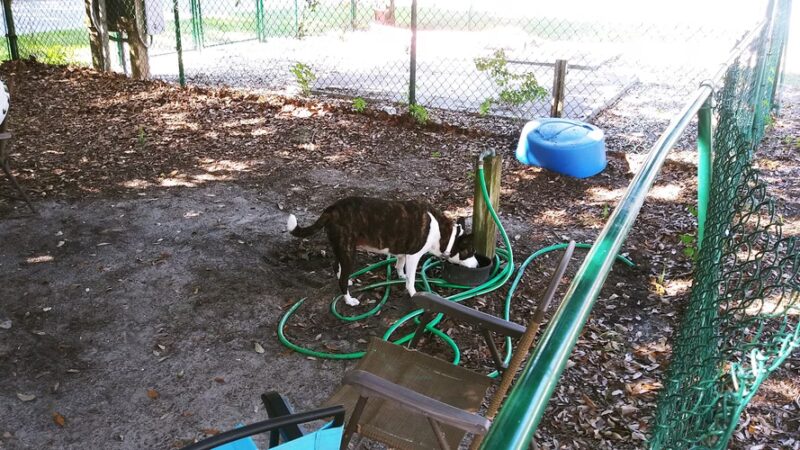 Tybee Island Dog Park I - Tybee Island, GA