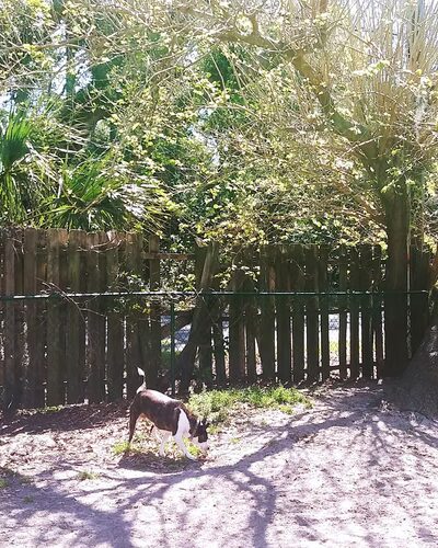 Tybee Island Dog Park I - Tybee Island, GA