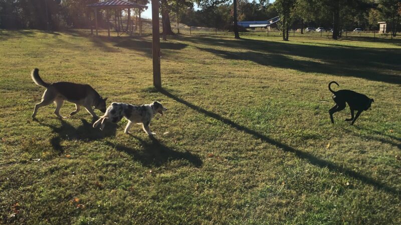 Sunrise Paw Park - Tyler, TX