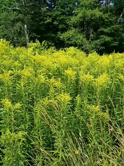 Tyringham Cobble Park - Tyringham, MA