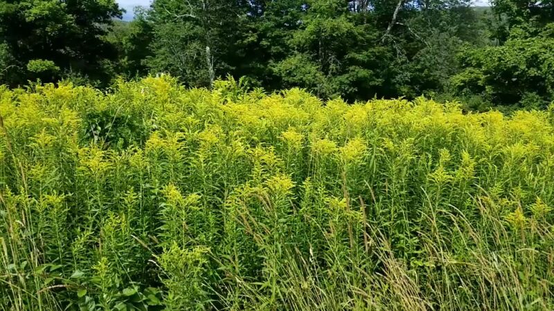 Tyringham Cobble Park - Tyringham, MA