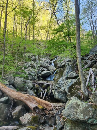 Three Ridges Wilderness - Tyro, VA