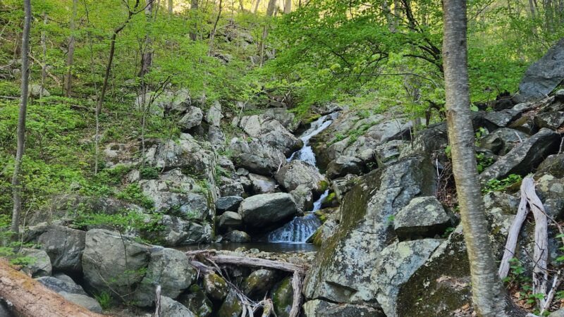 Three Ridges Wilderness - Tyro, VA