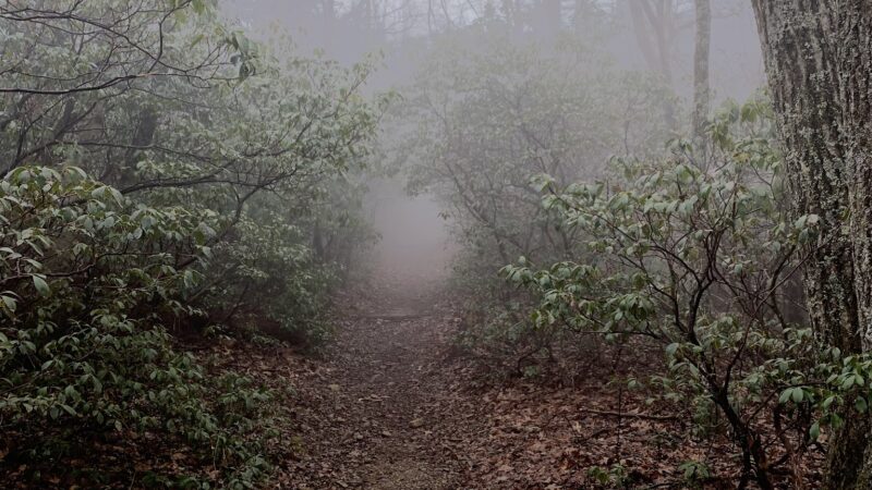 Three Ridges Wilderness - Tyro, VA