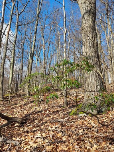 Bell's Gap Trail - Tyrone, PA