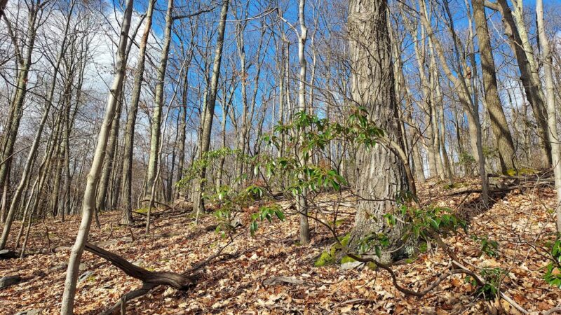 Bell's Gap Trail - Tyrone, PA