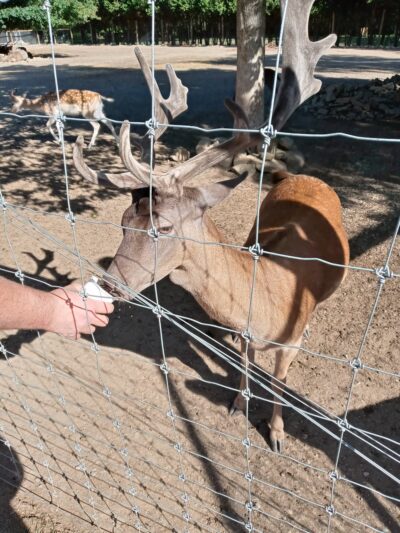 Black Forest Trading Post & The Deer Park - Ulysses, PA