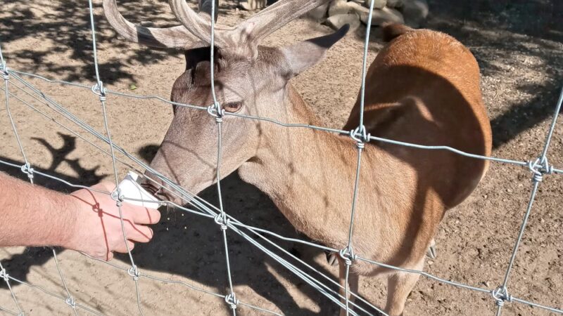 Black Forest Trading Post & The Deer Park - Ulysses, PA