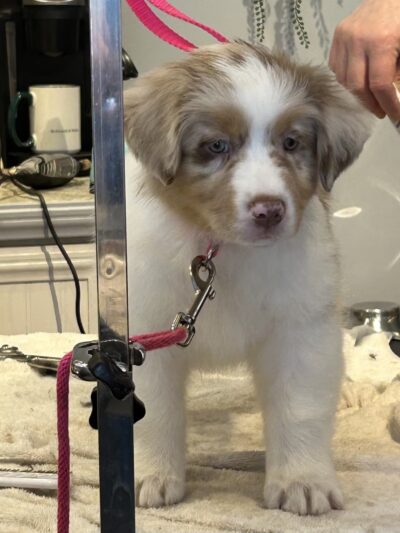 Hannalore Kennels - Unadilla, NY