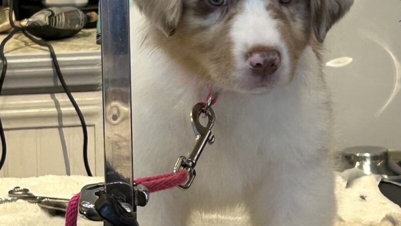 Hannalore Kennels - Unadilla, NY