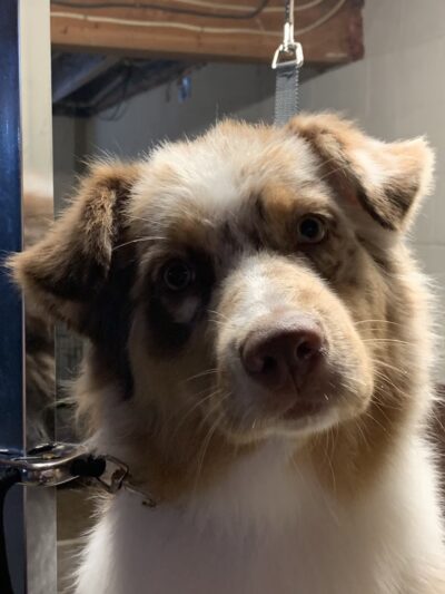 Hannalore Kennels - Unadilla, NY