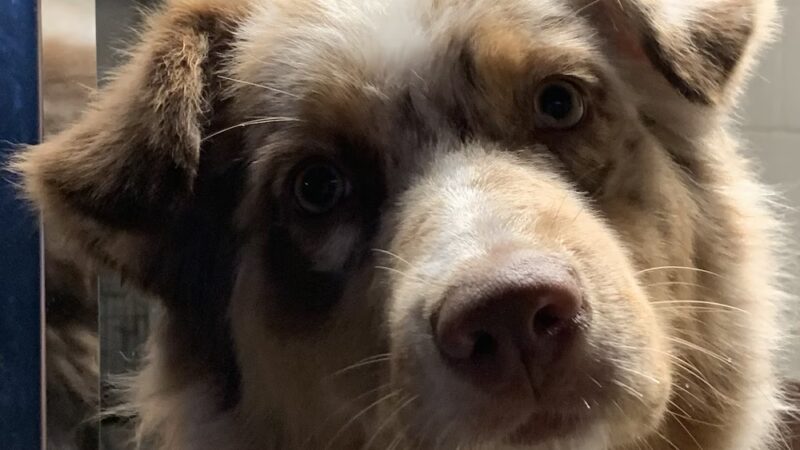 Hannalore Kennels - Unadilla, NY