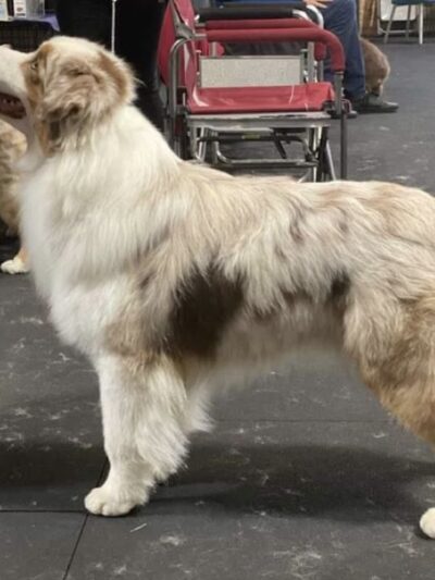 Hannalore Kennels - Unadilla, NY