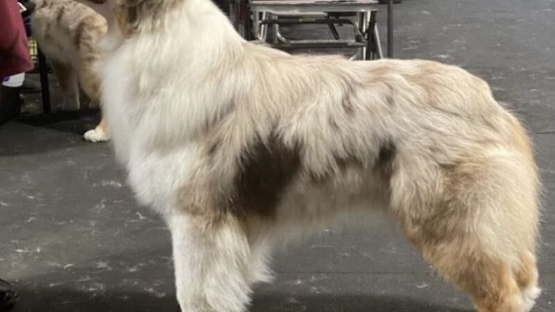 Hannalore Kennels - Unadilla, NY