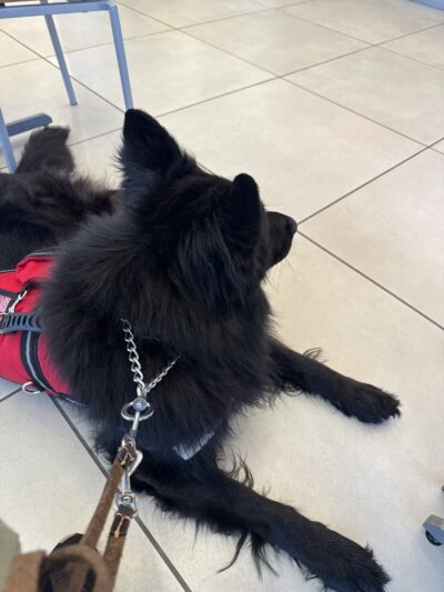 Hannalore Kennels - Unadilla, NY