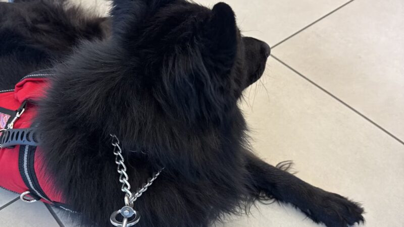 Hannalore Kennels - Unadilla, NY