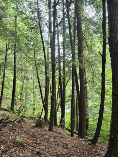 Martin Brook Park - Unadilla, NY