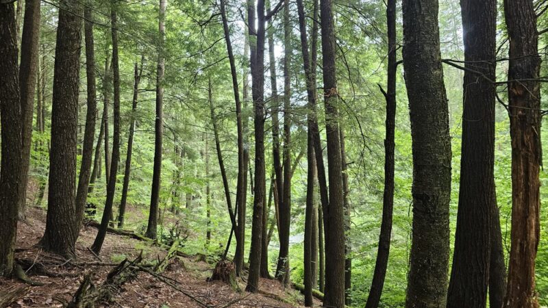 Martin Brook Park - Unadilla, NY