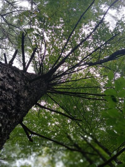 Martin Brook Park - Unadilla, NY