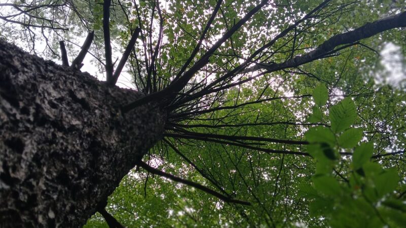 Martin Brook Park - Unadilla, NY