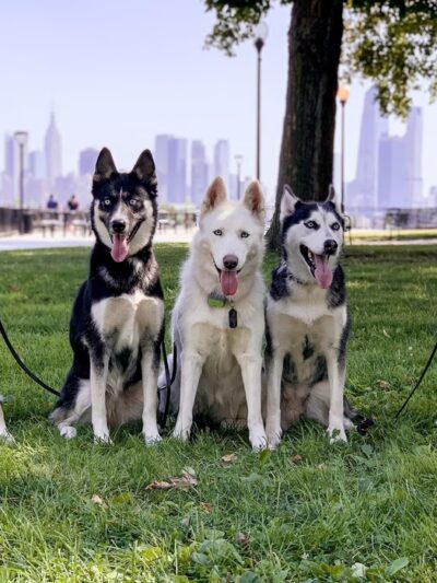 Supreme K9 Dog Training & Advocacy - Union City, NJ