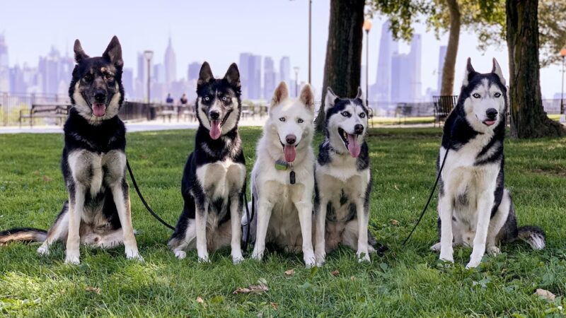 Supreme K9 Dog Training & Advocacy - Union City, NJ