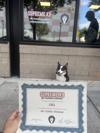 Supreme K9 Dog Training & Advocacy - Union City, NJ